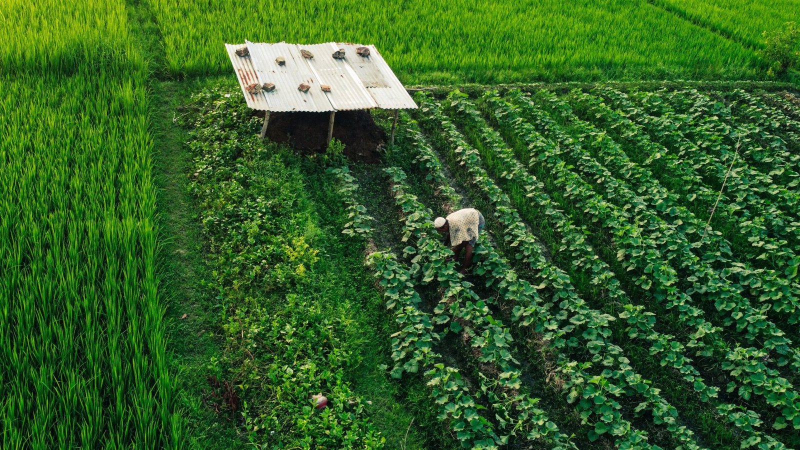Farm Worker Jobs