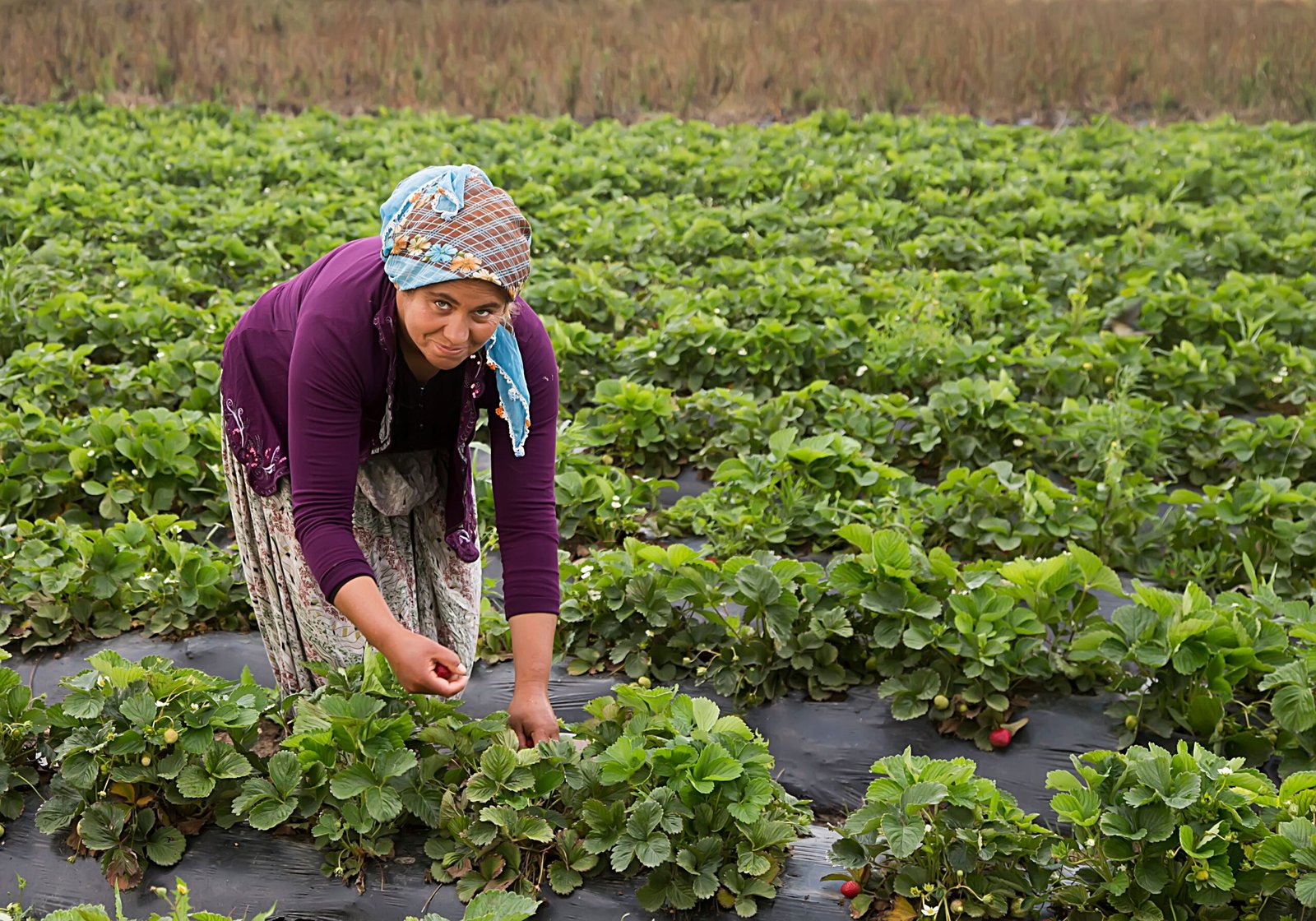 Farm Laborer